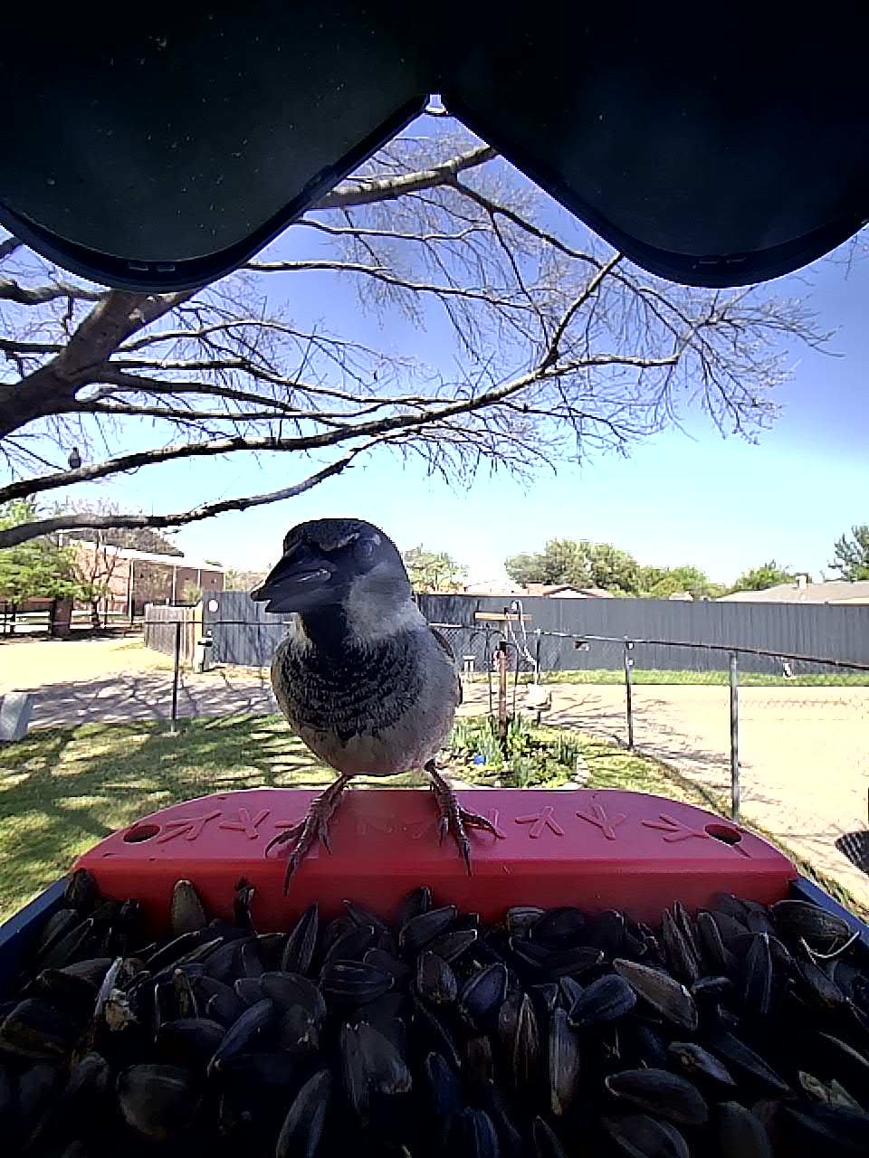 20260324-141211_e4927866461e_House_Sparrow_Sir_Pipsqueak__01_729bbd4a 1